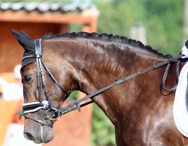Eyer altında terbiye yarışması sırasında bir spor at Portresi