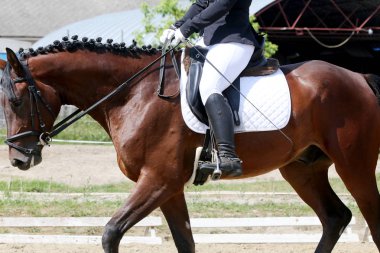 Yarışma sırasında güzel dressage at portre closeup 