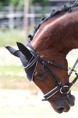 Bilinmeyen yarışmacı binicilik zemin üzerinde dressage at olay sürmek