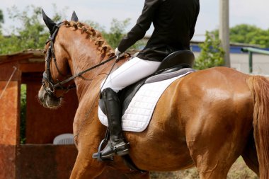 Yarışma sırasında güzel dressage at portre closeup 