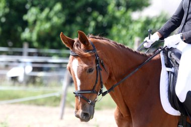 Bilinmeyen yarışmacı binicilik zemin üzerinde dressage at olay sürmek