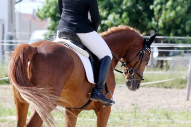 Yarışma sırasında güzel dressage at portre closeup 
