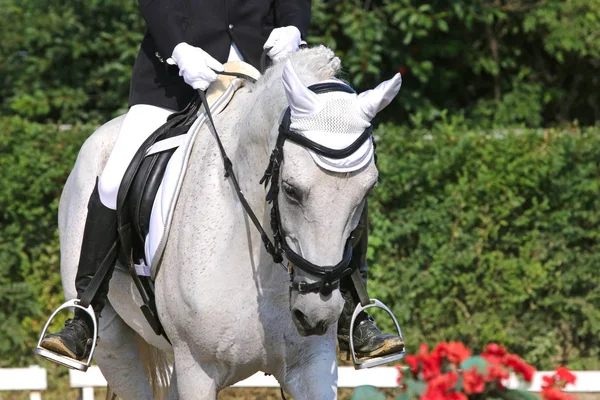 Sconosciuto dressage cavaliere siede sul suo stallone durante la gara — Foto Stock