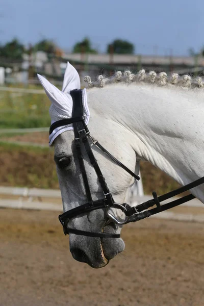 Porträtt av en sporthäst under dressyr tävling under sadel — Stockfoto
