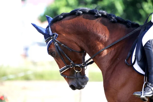 Retrato de un caballo deportivo durante la competición de doma bajo silla de montar — Foto de Stock