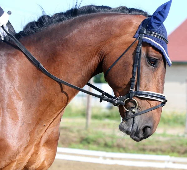 Portrait d'un cheval de sport lors d'une compétition de dressage sous sadd — Photo