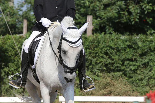 Retrato de um cavalo esporte durante a competição de curativo sob sela — Fotografia de Stock