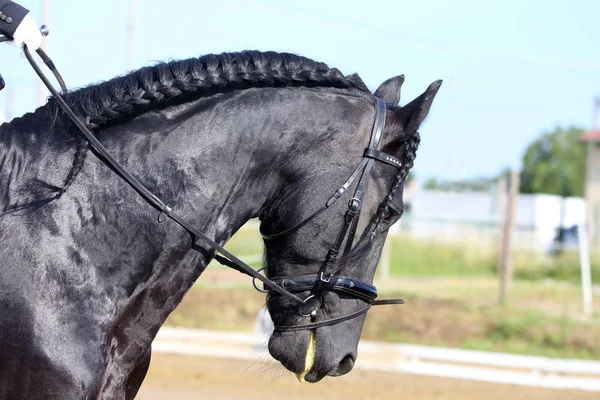 Портрет спортивной лошади во время соревнований по выездке под седлом — стоковое фото