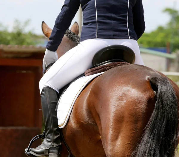 Bonito dressage cavalo retrato closeup durante a competição — Fotografia de Stock