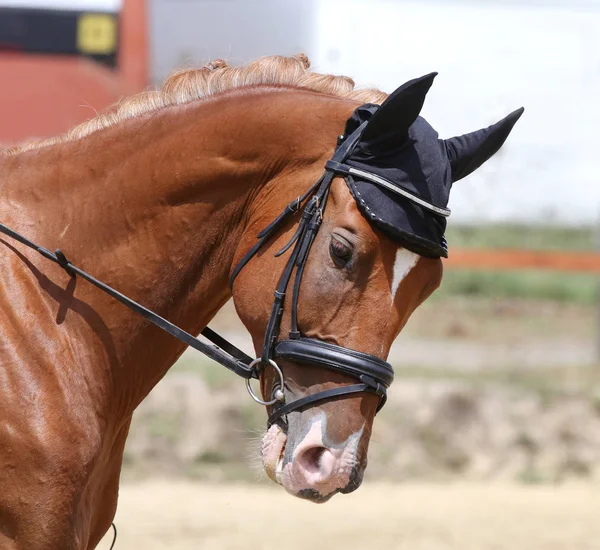 Paseos de concursantes desconocidos en el evento de doma caballo en el terreno de juego — Foto de Stock