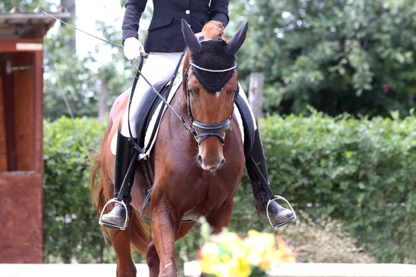 Indah gaun kuda potret closeup selama kompetisi — Stok Foto