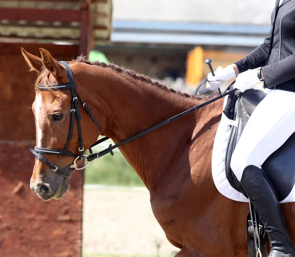 Bonito dressage cavalo retrato closeup durante a competição — Fotografia de Stock