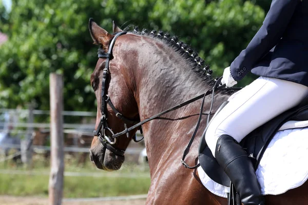 Hermoso retrato de caballo de doma primer plano durante la competencia — Foto de Stock