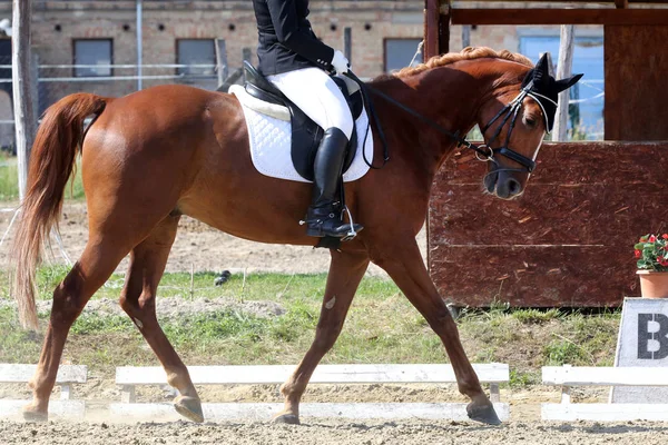 Bonito dressage cavalo retrato closeup durante a competição — Fotografia de Stock