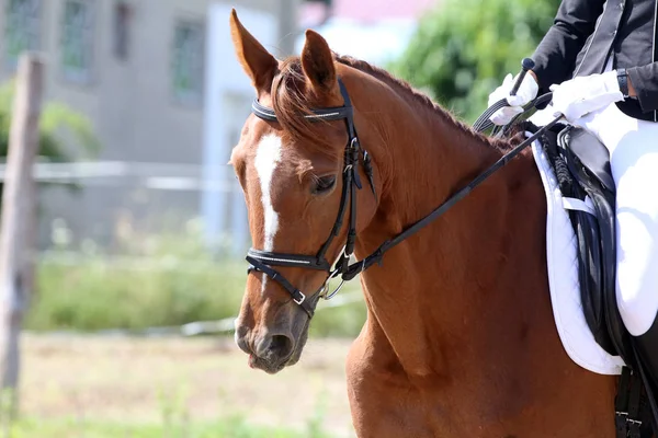 Hermoso retrato de caballo de doma primer plano durante la competencia — Foto de Stock