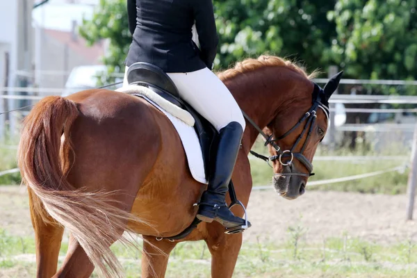 Hermoso retrato de caballo de doma primer plano durante la competencia —  Fotos de Stock