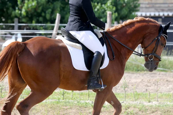 Bonito dressage cavalo retrato closeup durante a competição — Fotografia de Stock