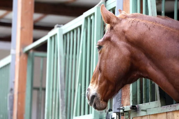 Headshot zbliżenie pięknego młodego konia w stodole — Zdjęcie stockowe