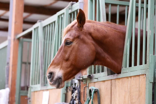 Headshot close-up van een mooi jong paard in de schuur — Stockfoto