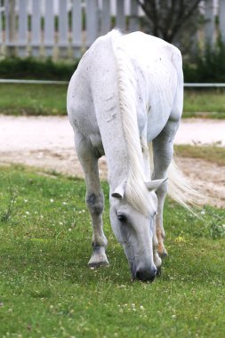 Gri renkli lipizzaner at yeşil bir kırsal çiftlikte çim yiyor