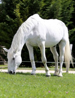 Gri renkli lipizzaner at yeşil bir kırsal çiftlikte çim yiyor