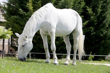 Gri renkli lipizzaner at yeşil bir kırsal çiftlikte çim yiyor