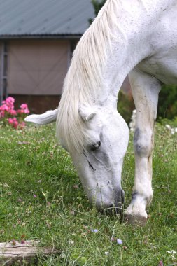 Gri renkli lipizzaner at yeşil bir kırsal çiftlikte çim yiyor