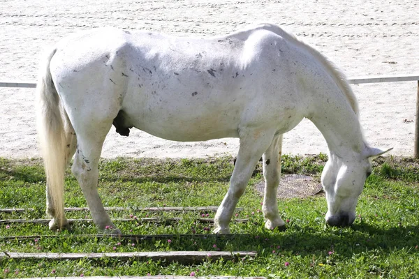 Caballo lipizzaner de color gris come hierba en un rancho rural verde — Foto de Stock