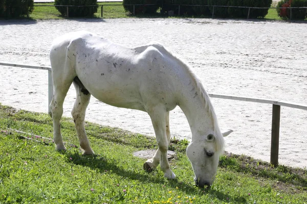Grey colored lipizzaner horse eats grass on a green rural ranch — Stock Photo, Image