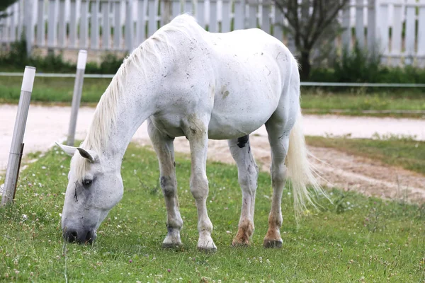 Grey colored lipizzaner horse eats grass on a green rural ranch — Stock Photo, Image