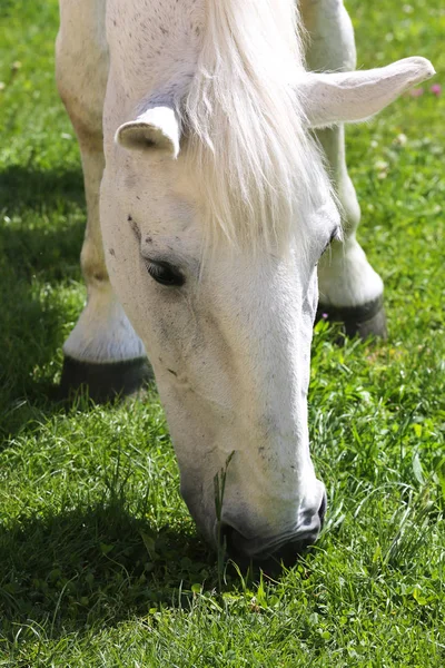 Cavallo lipizzano di colore grigio mangia erba in un ranch rurale verde — Foto Stock