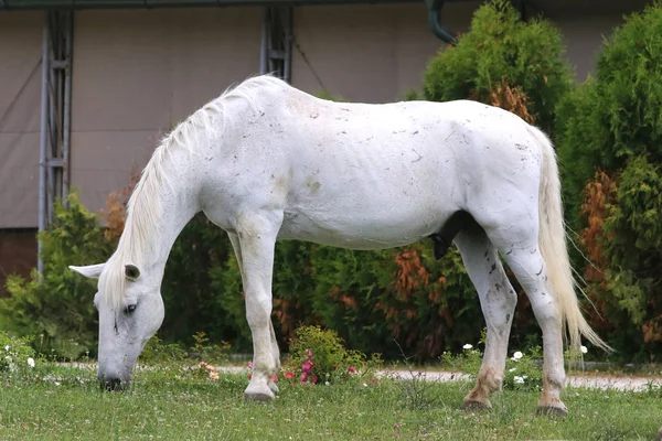 Grey colored lipizzaner horse eats grass on a green rural ranch — Stock Photo, Image