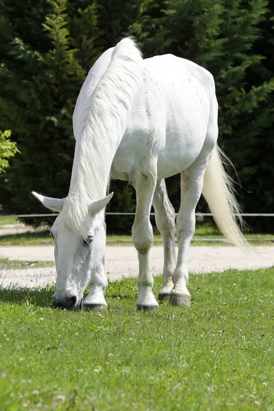 Cavallo lipizzano di colore grigio mangia erba in un ranch rurale verde — Foto Stock