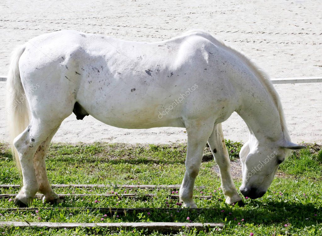 Grey colored lipizzaner horse eats grass on a green rural ranch