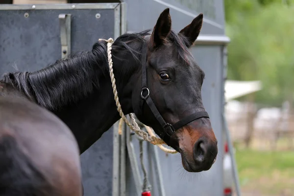 Cavallo sportivo purosangue in piedi accanto a un rimorchio per animali — Foto Stock