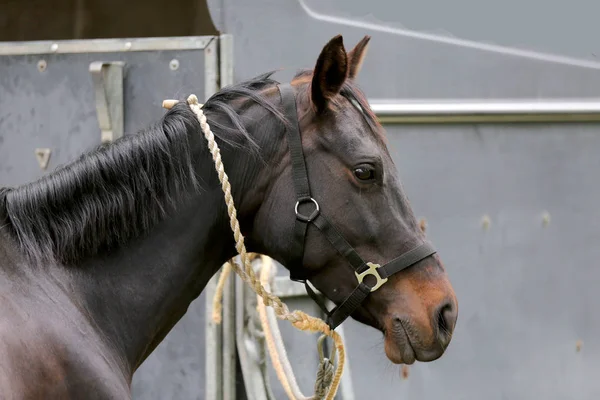 Hermoso caballo deportivo joven mirando hacia atrás delante de un remolque especial caballo — Foto de Stock