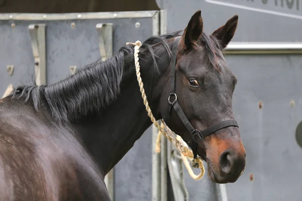 Krásný mladý sportovní kůň, který se dívá před zvláštní koňský přívěs — Stock fotografie