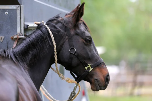 Bella giovane cavallo sportivo guardando indietro di fronte a un rimorchio speciale cavallo — Foto Stock