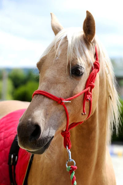 Hermosa cabeza de caballo primer plano con riendas durante el entrenamiento —  Fotos de Stock