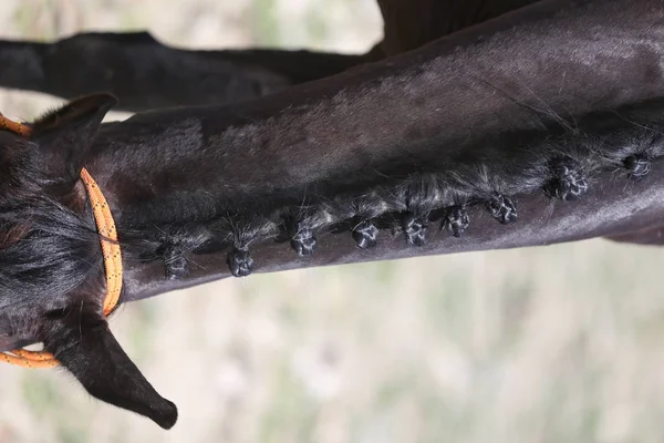 En sporthäst hals i dressyr — Stockfoto