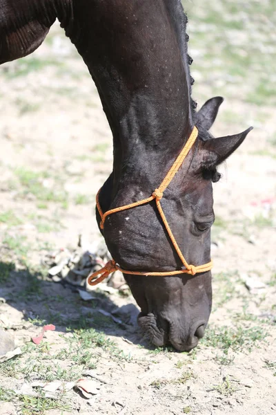 Pescoço de um cavalo de esporte em adestramento — Fotografia de Stock