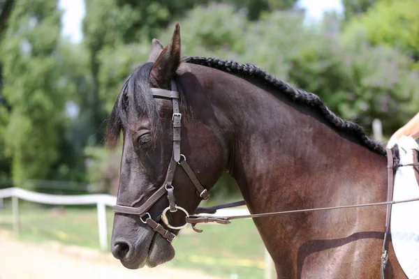 Pescoço de um cavalo de esporte em adestramento — Fotografia de Stock