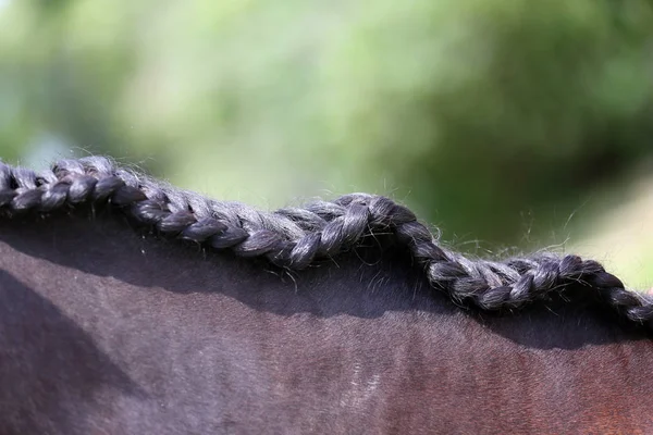 De nek van een sportpaard in de dressuur — Stockfoto