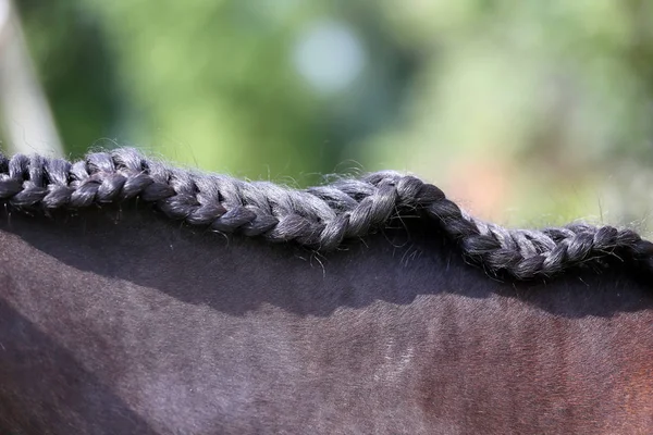 Cuello de un caballo deportivo en doma — Foto de Stock