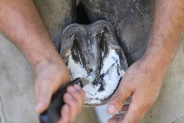 Closeup photo of hooves of a saddle horse on animal farm at rura clipart