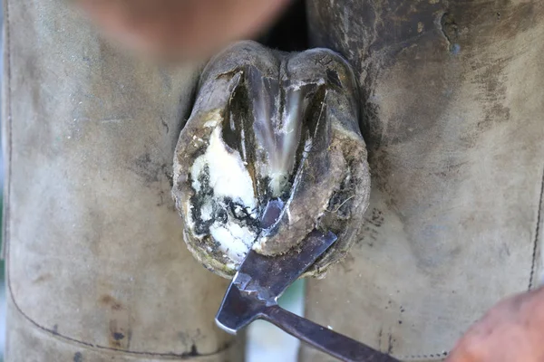 Foto de primer plano de los cascos de un caballo de silla de montar en la granja de animales en rura — Foto de Stock