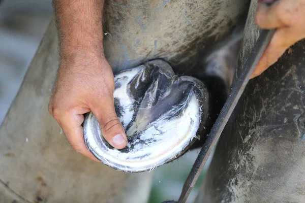 ルラの動物農場でサドル馬のひづめのクローズアップ写真 — ストック写真