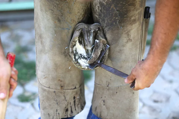 Foto de primer plano de los cascos de un caballo de silla de montar en la granja de animales en rura — Foto de Stock