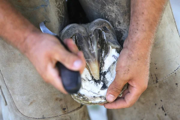 Foto de primer plano de los cascos de un caballo de silla de montar en la granja de animales en rura — Foto de Stock