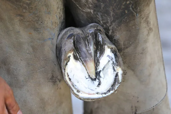 Close-up foto van hoeven van een zadel paard op Animal Farm bij Rura — Stockfoto